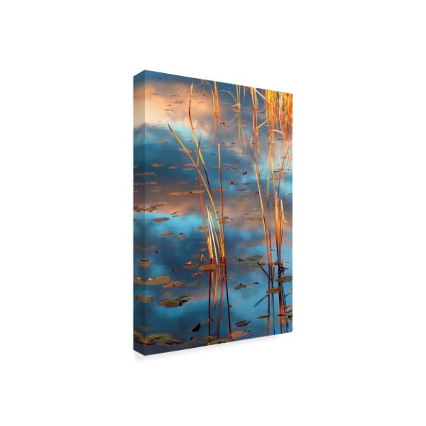 Anthony Paladino 'Cattails At Dusk' Canvas Art,16x24